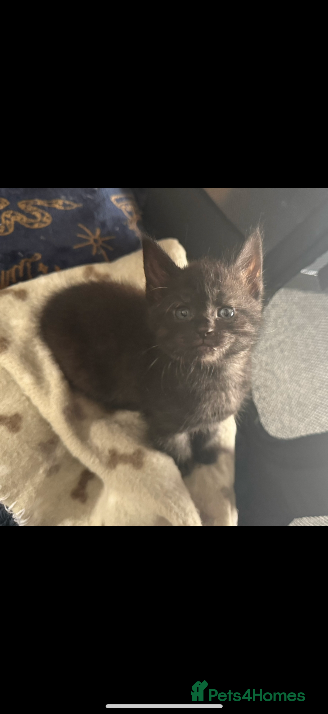 Maine Coon cats for sale: Beautiful Maine Coon Cross Kittens - Image 2