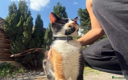 Domestic Shorthair cats for sale: A calico female cat  - Image 2