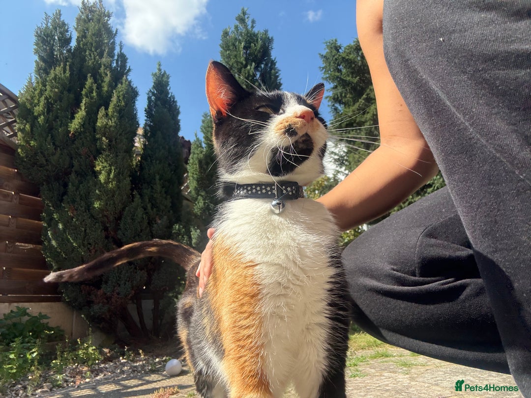 Domestic Shorthair cats for sale: A calico female cat  - Image 2