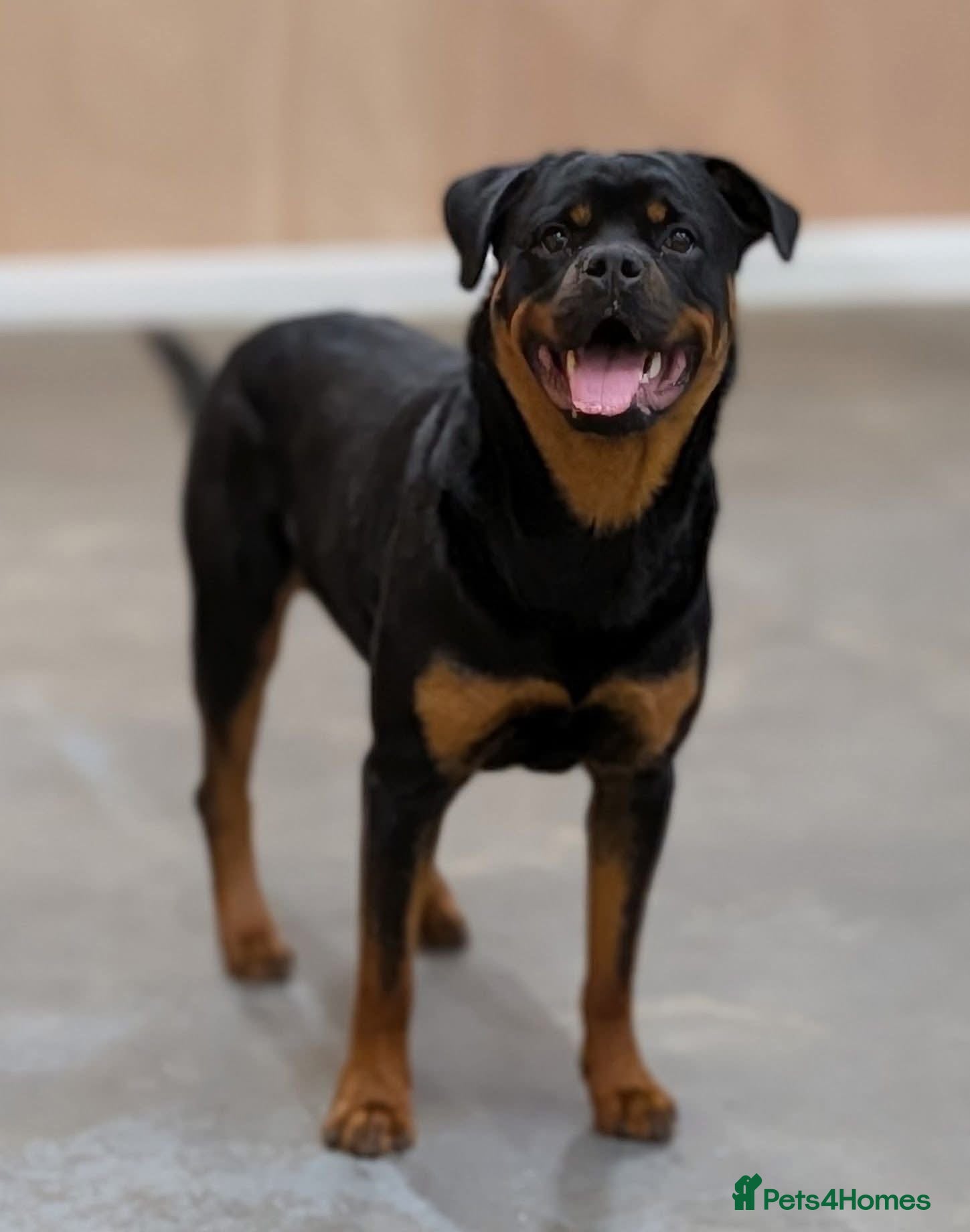 Rottweiler dogs Working Rottweiler. Experienced Home Required. - Advert 1