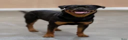 Rottweiler dogs for sale: Working Rottweiler. Experienced Home Required. - Advert 1