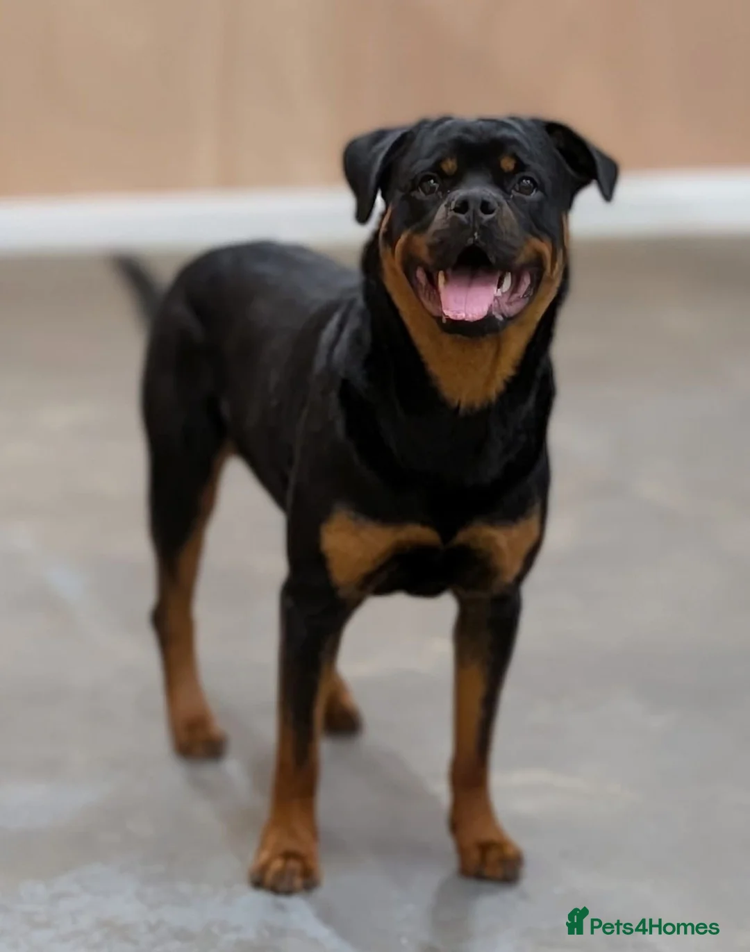 Rottweiler dogs for sale: Working Rottweiler. Experienced Home Required. - Advert 1