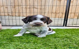 Sprocker dogs for sale: Working Sprocker Pups - Image 1