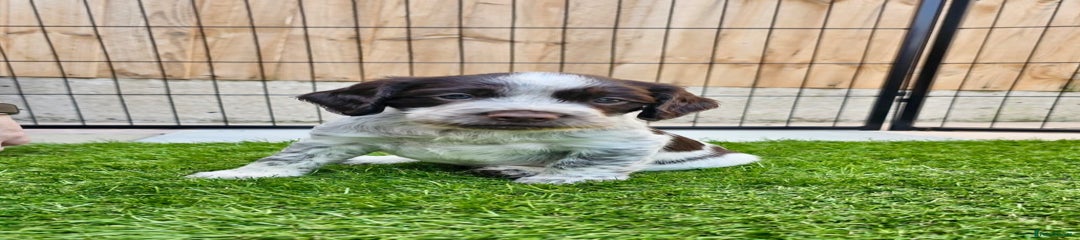 Sprocker Puppy 1