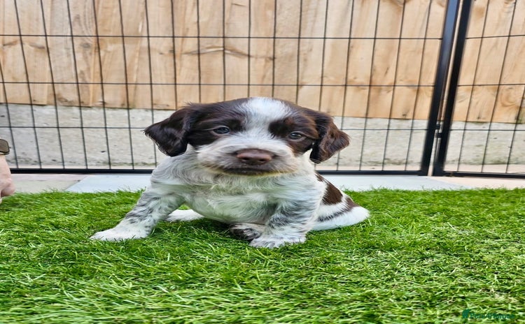 Sprocker dogs - Advert 1