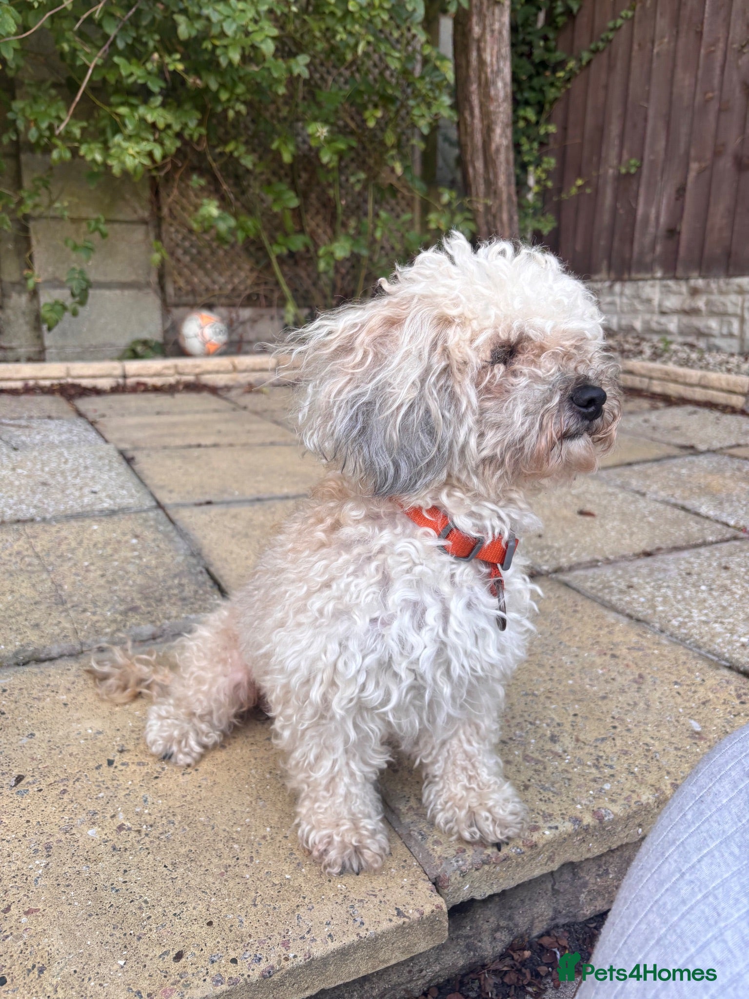 Mixed Breed dogs Poodle mix - Advert 1