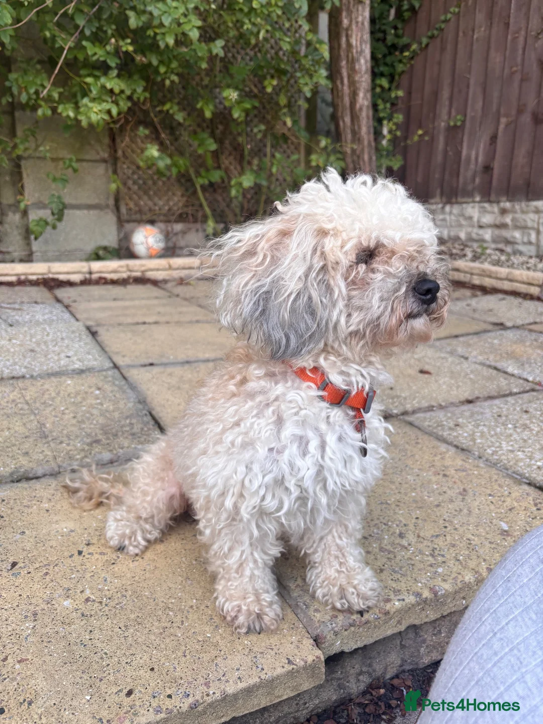 Mixed Breed dogs for sale: Poodle mix in Bootle - Advert 1