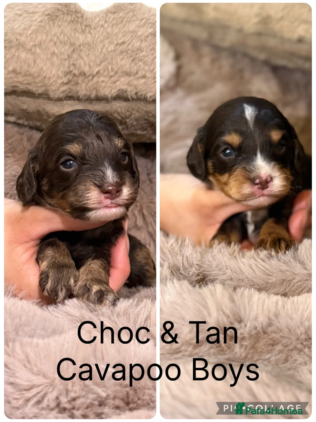 Cavapoo dogs for sale: Stunning Choc & Tan Cavapoo’s  - Advert 2