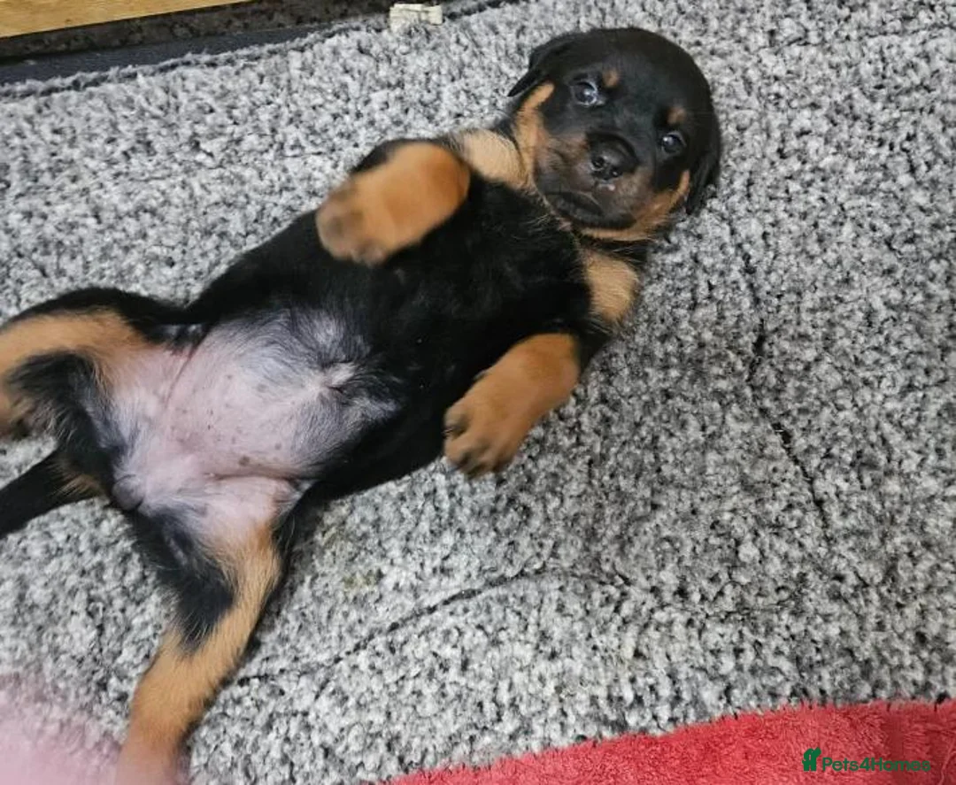 Rottweiler dogs for sale: Territory-Smart Tails & Watchful Souls-Rottweilers in Northampton - Advert 2