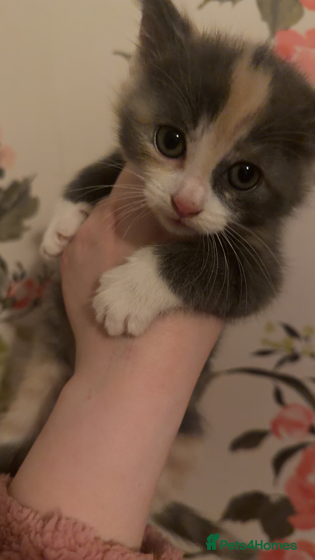 Mixed Breed cats for sale: 4 beautiful kittens  - Advert 1