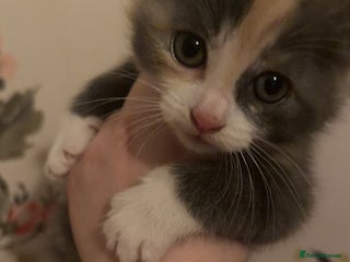 Mixed Breed cats 4 beautiful kittens - Advert 1