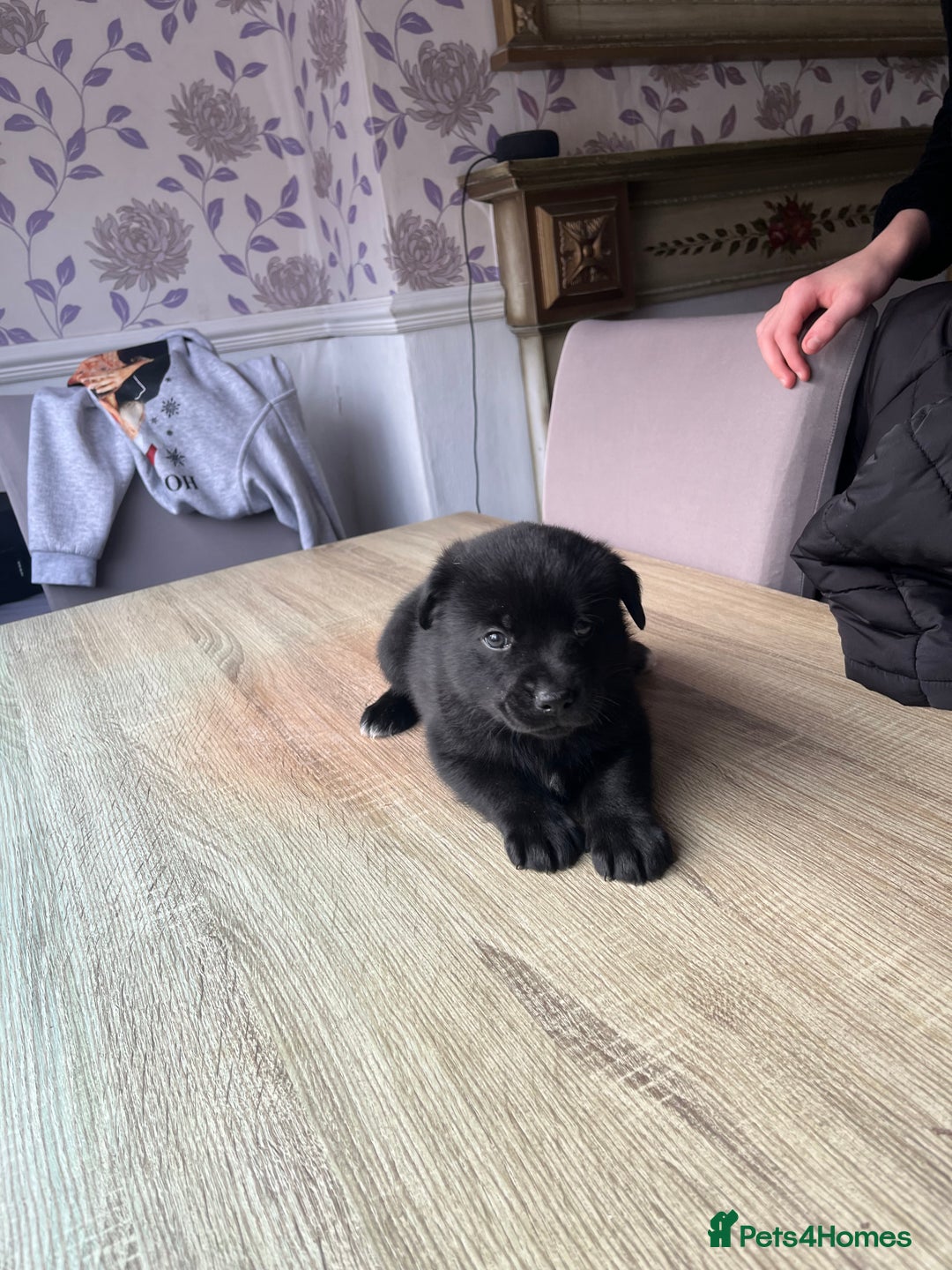 Mixed Breed dogs for sale: 8 beautiful puppies for sale - Advert 14