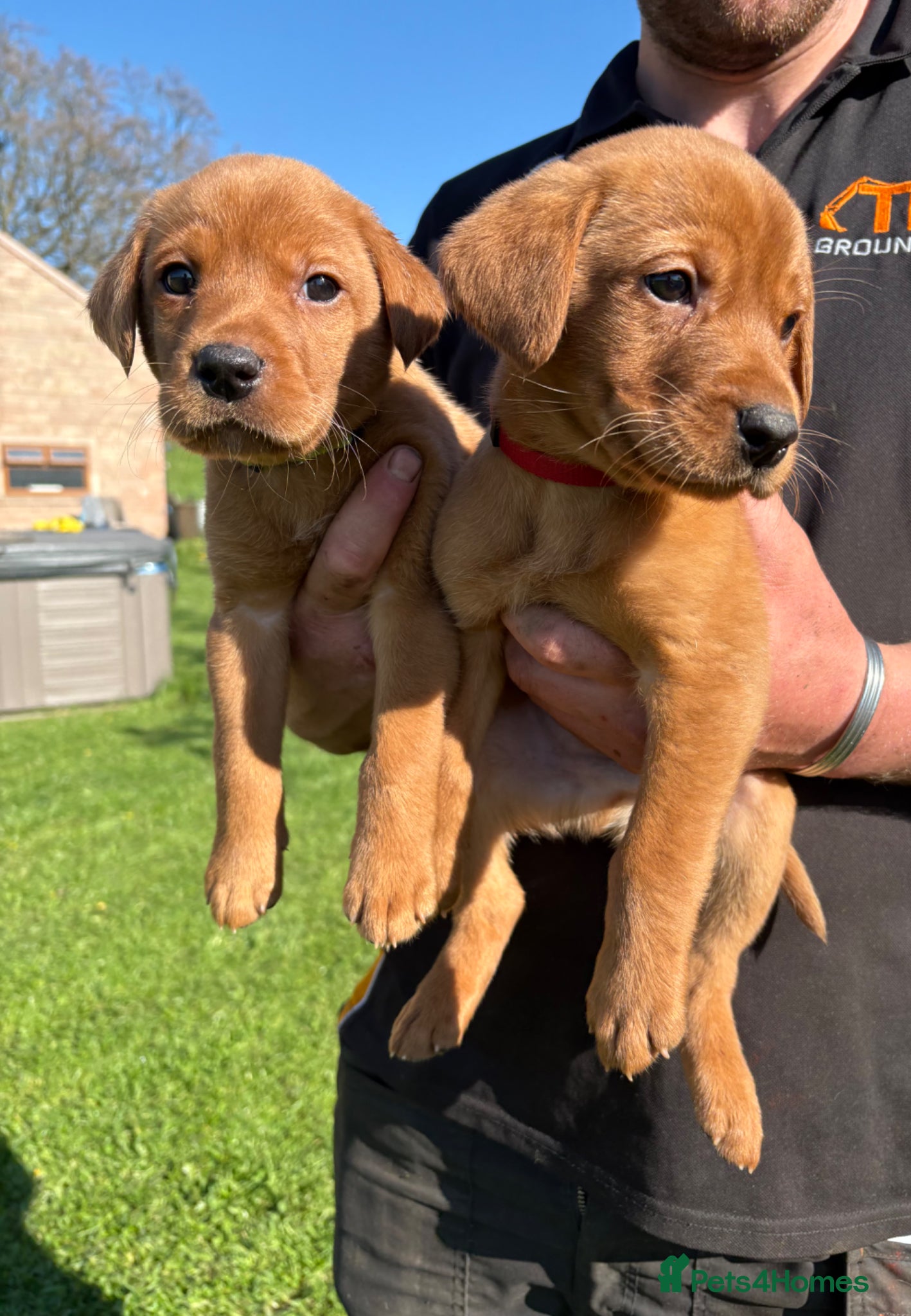 Labrador Retriever dogs Gorgeous Fox Red Labrador Puppies - Advert 1