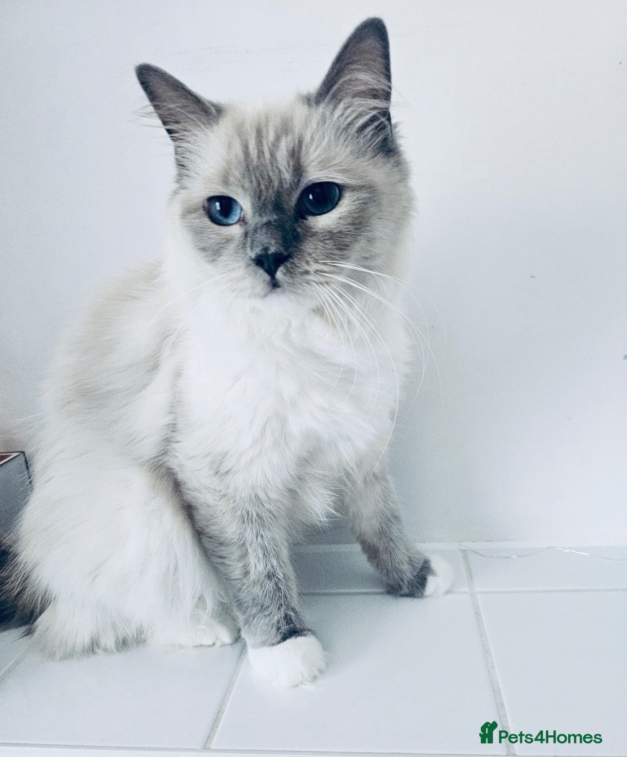Ragdoll cats RAGDOLL KITTENS TICA REGISTER  available soon - Advert 1