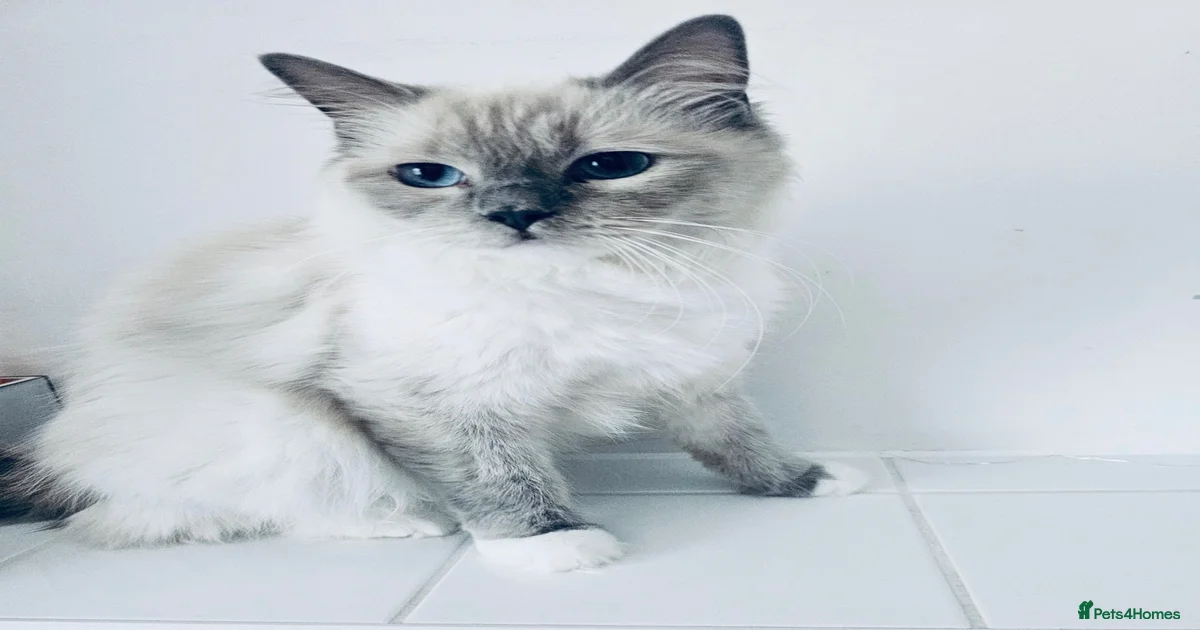 Ragdoll Kittens for sale in Staines, Surrey | Pets4Homes