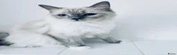 Ragdoll cats for sale: Ragdoll kittens / boys ready to leave now   - Advert 1