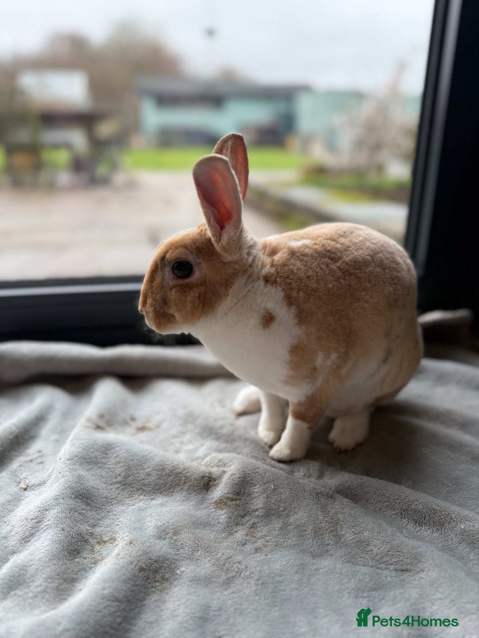 Rex rabbits Beautiful friendly young Doe. Already neutered - Advert 21