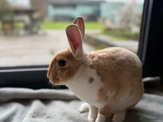 Rex rabbits Beautiful friendly young Doe. Already neutered - Advert 21