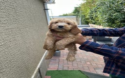 Cockapoo dogs for sale: Cockatoo puppie - Image 1