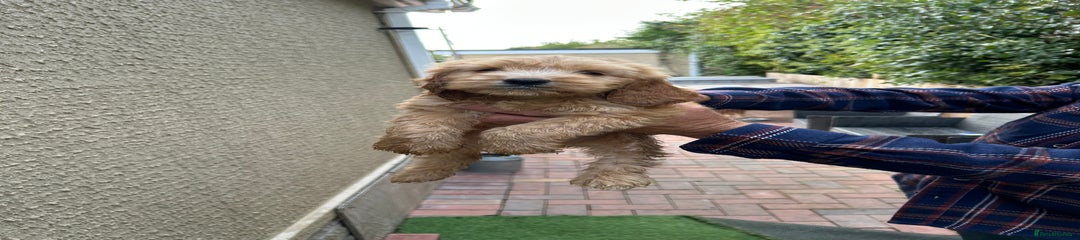 Cockapoo Puppy 1