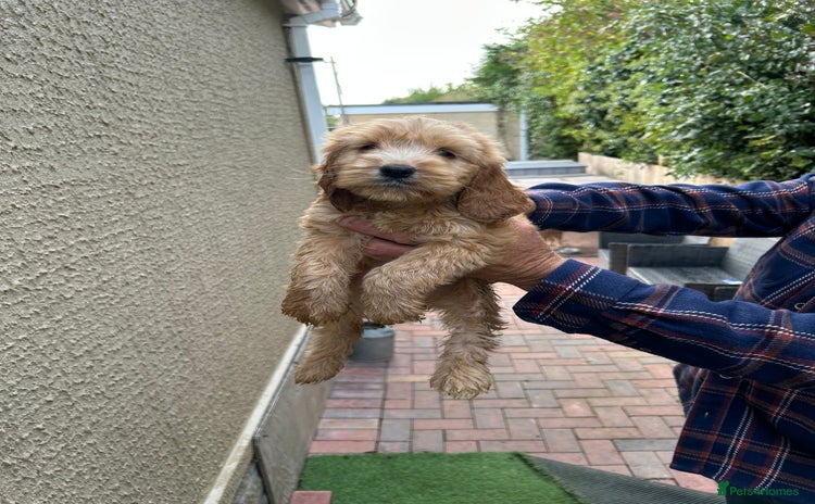 Cockapoo dogs - Advert 8