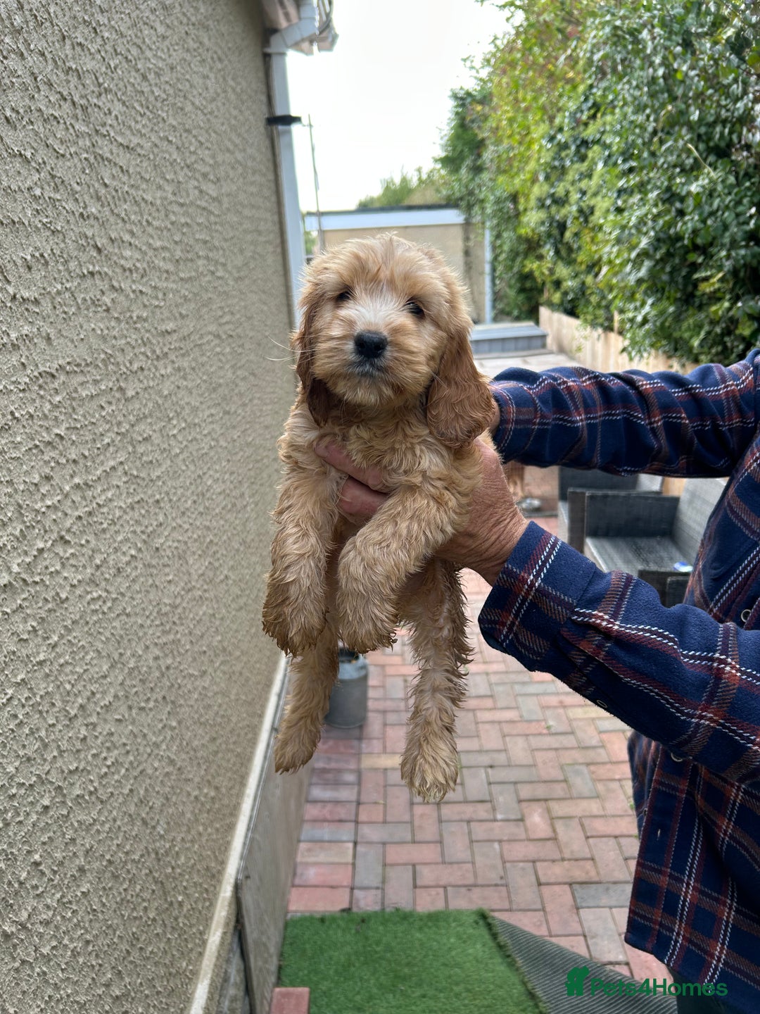 Cockapoo dogs for sale: Cockatoo puppie - Image 1