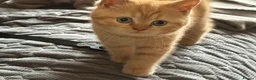 British Shorthair cats for sale: Gorgeous little ginger tabby female in Ipswich - Advert 4