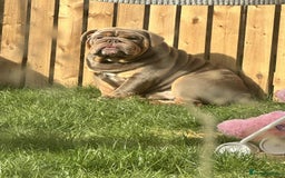 English Bulldog dogs for stud: LILAC ENGLISH BULLDOG STUD, - Image 2