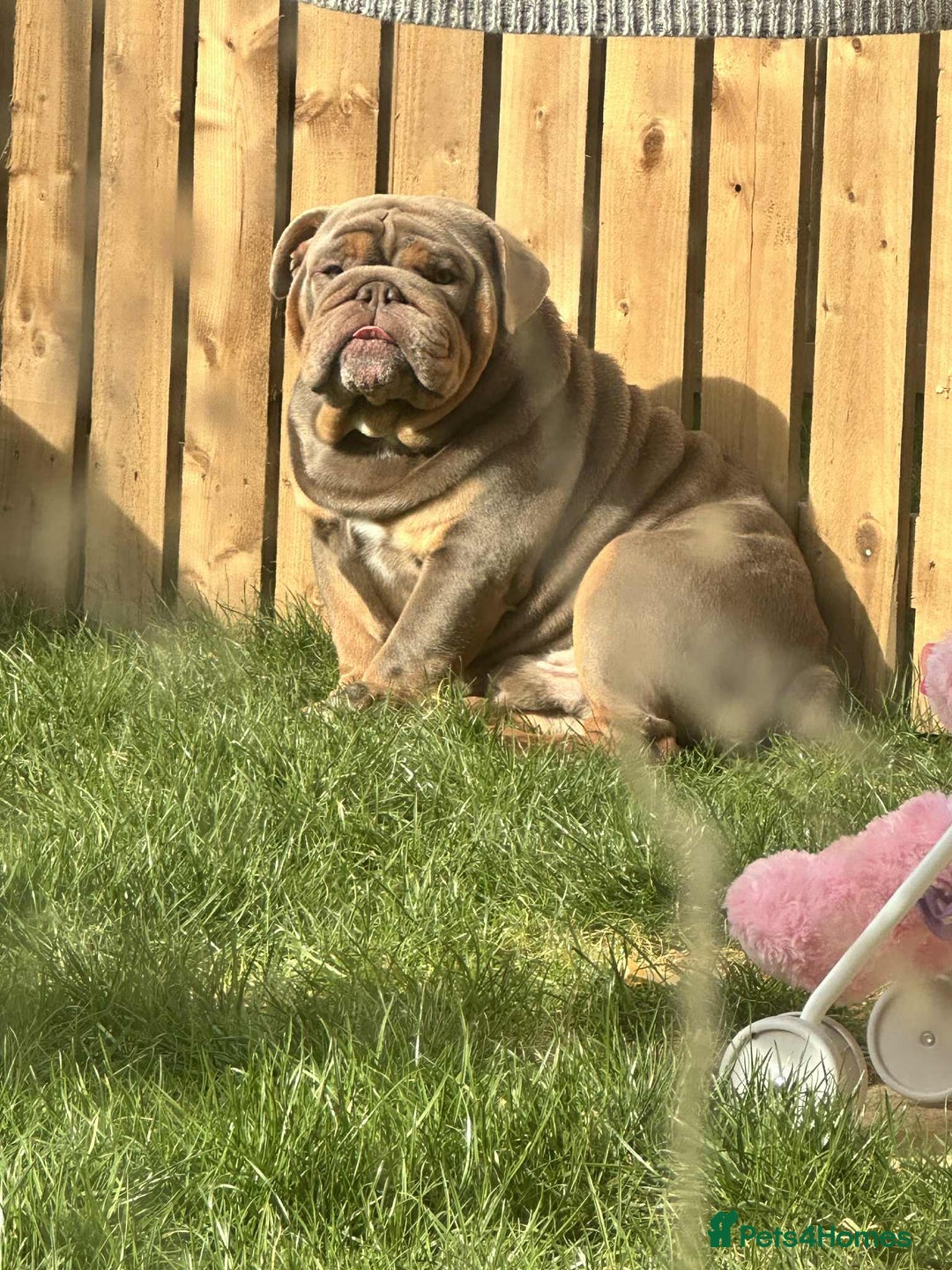 English Bulldog dogs for stud: LILAC ENGLISH BULLDOG STUD, - Image 2