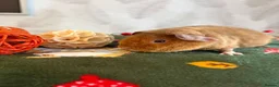 Guinea Pig rodents for sale: Beautiful pure Teddy guinea pigs  - Advert 11