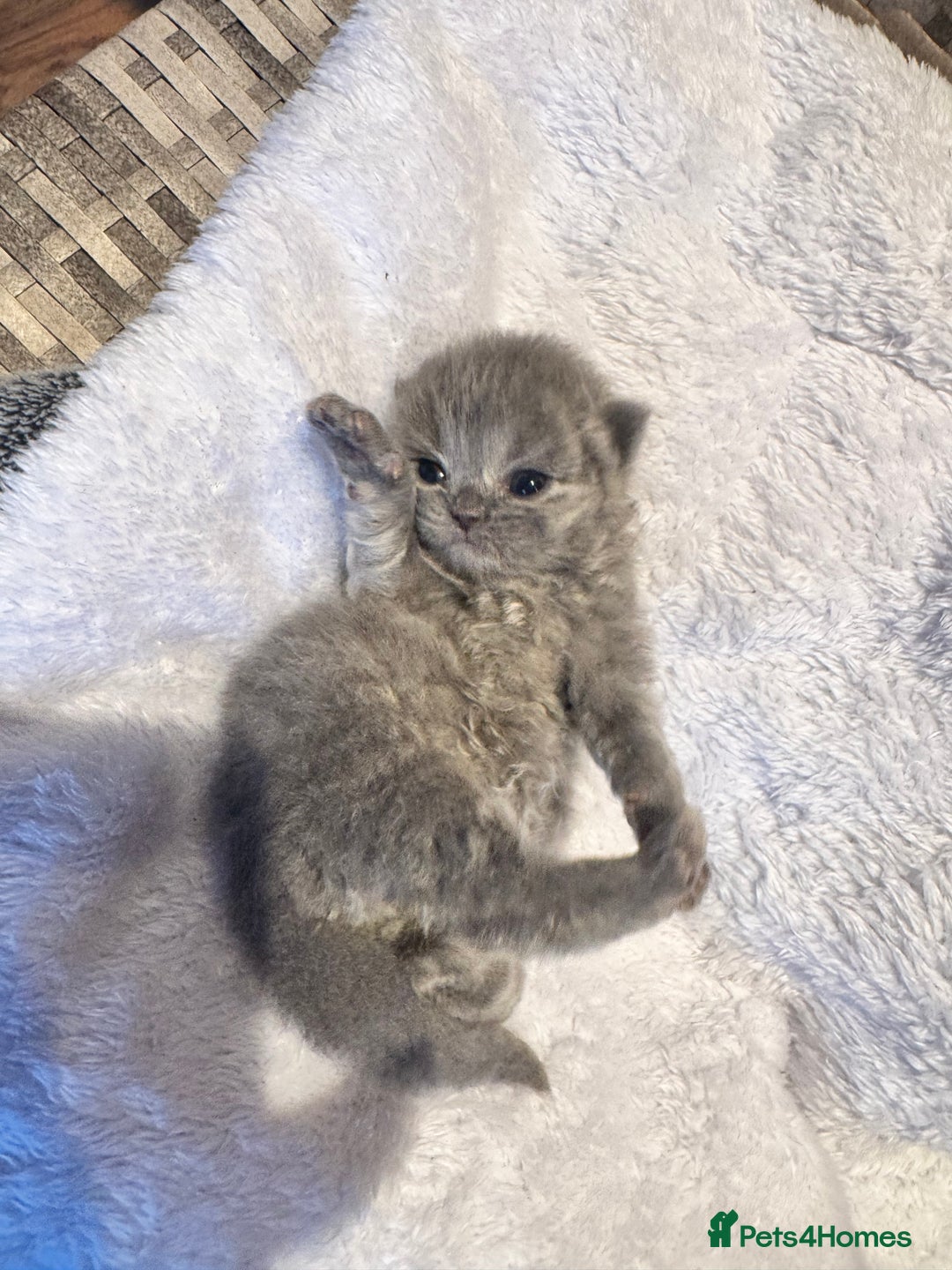 Maine Coon cats for sale: Main coon adorable kittens  - Advert 32