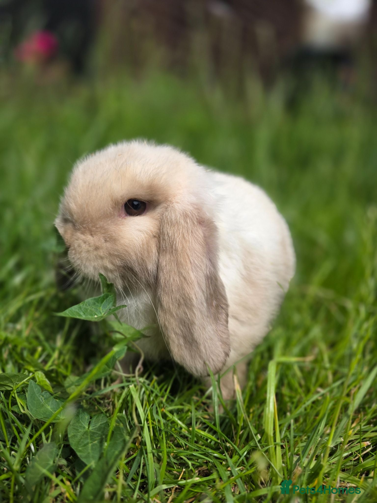 Mini Lop rabbits 🐰 Adorable Purebred Mini Lop Girl 💕 - Advert 2
