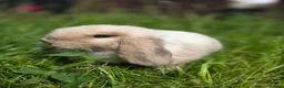 Mini Lop rabbits for sale: 🐰 Adorable Purebred Mini Lop Girl 💕 - Advert 2