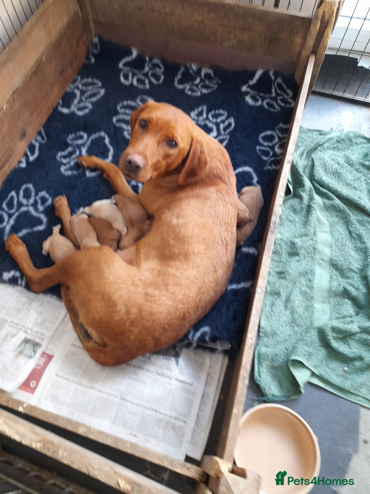Mixed Breed dogs Cockerdor x Labrador - Advert 1