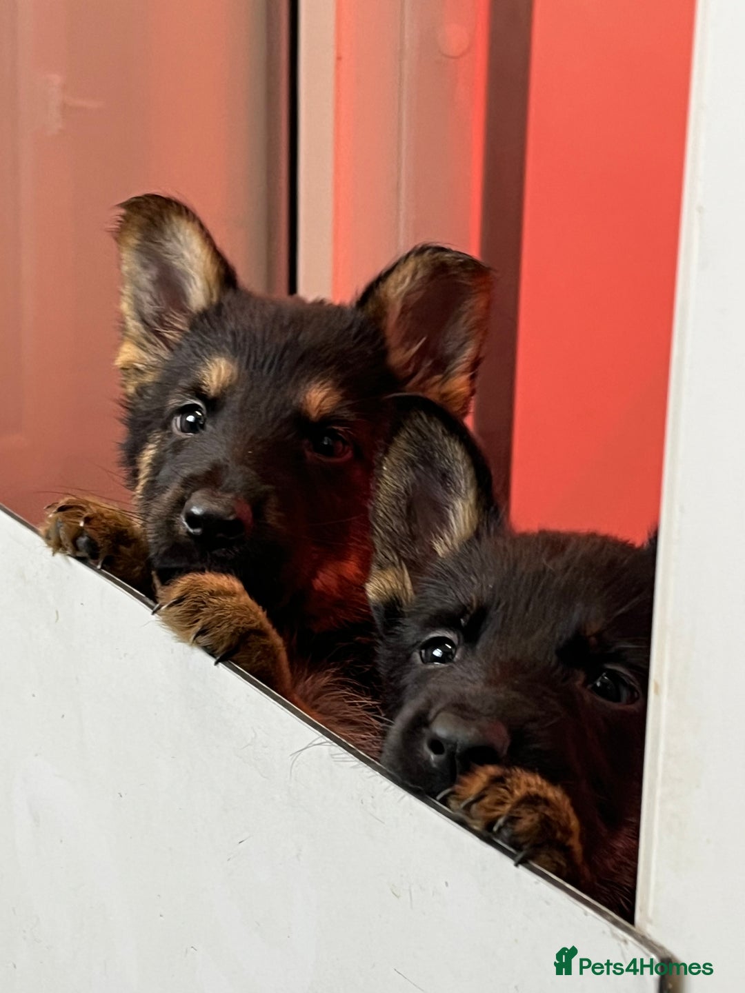German Shepherd dogs for sale: Big beautiful big boned German Shepherd puppies - Image 6