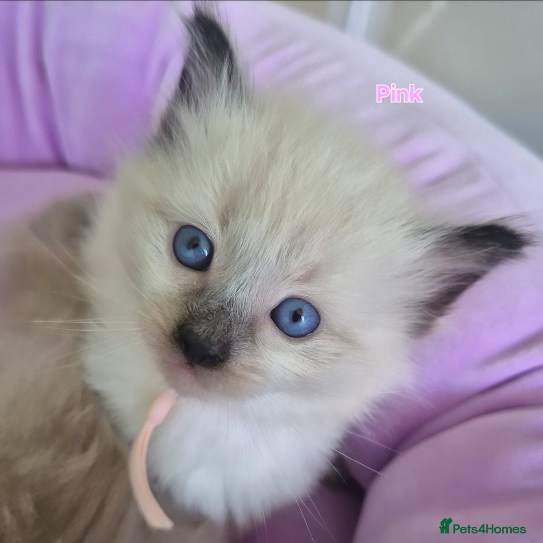 Ragdoll cats for sale: Quality ragdoll kittens 🐾 Sepias & traditional  - Image 12