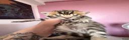 Bengal cats for sale: Beautiful bengal kittens 🐾🐾🐾 - Advert 6
