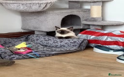 Ragdoll cats for sale: GCCF reg seal point girl - Image 7