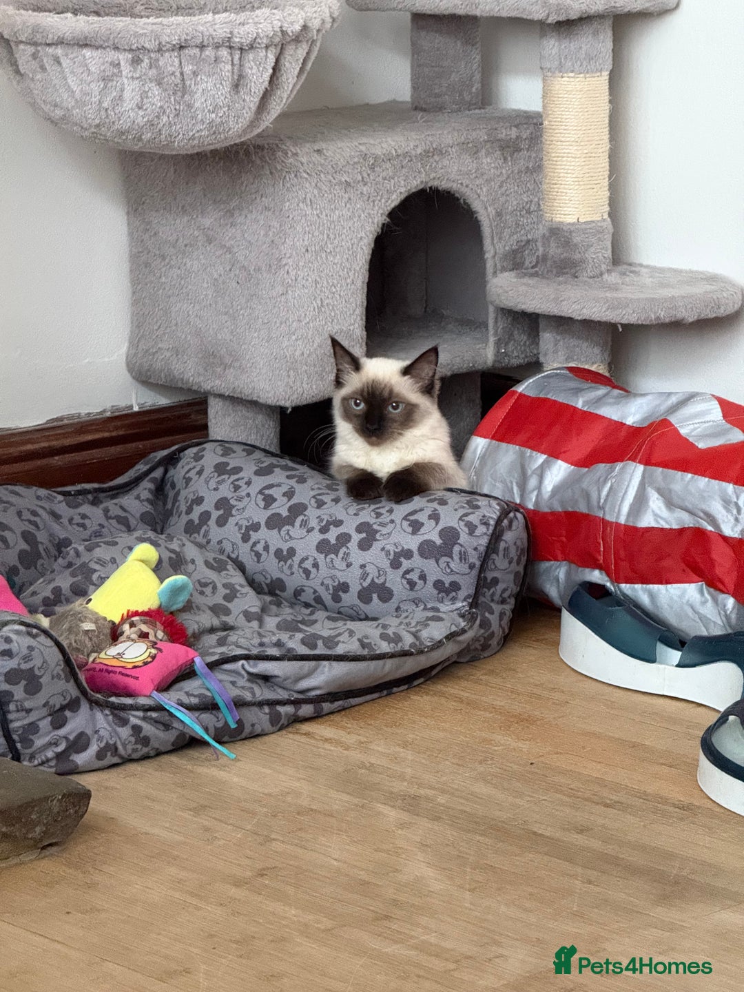 Ragdoll cats for sale: GCCF reg seal point girl - Image 7