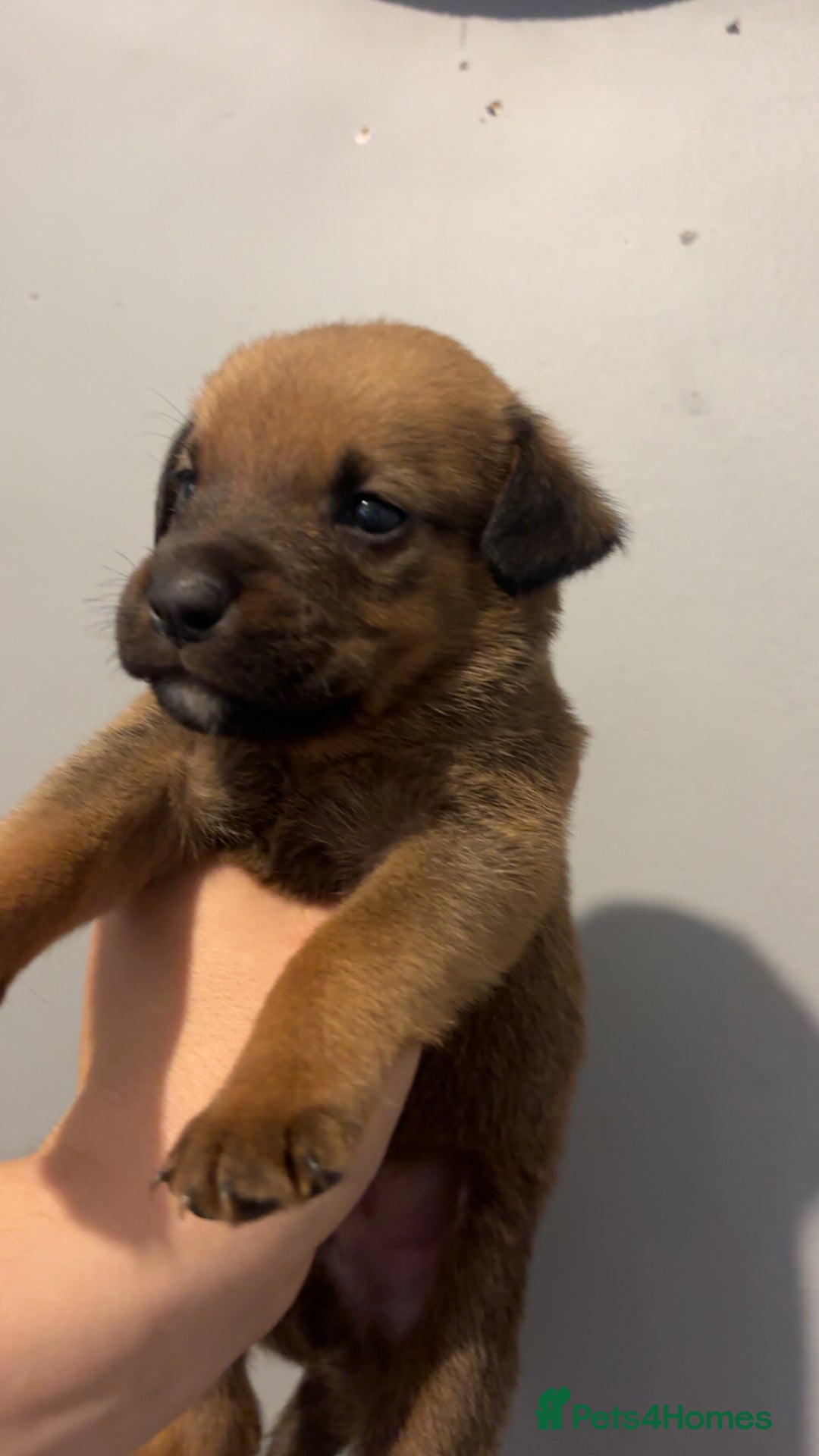 Mixed Breed dogs for sale: Boxwillers - Image 38