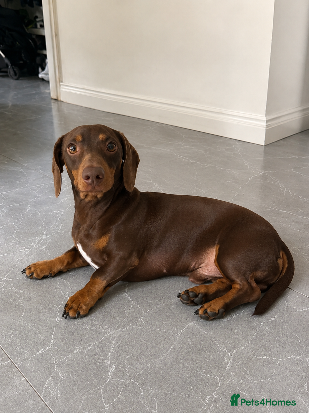 Mixed Breed dogs Mini French Dachshund Puppies 🐶❤️ - Advert 1