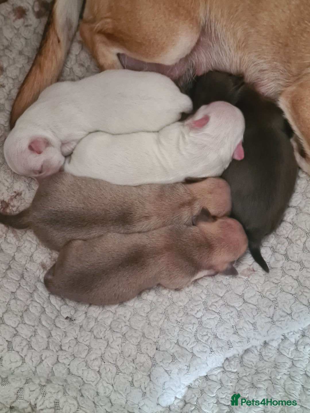 Chihuahua dogs for sale: Beautiful chihuahuas  - Image 4