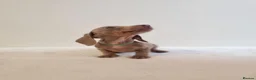 Miniature Dachshund dogs for sale: Beautiful Miniature Dachshund Puppies  - Advert 21