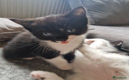 Mixed Breed cats for sale: 1 Gorgeous Tuxedo Girl and 1 male Tuxedo Boy - Advert 3