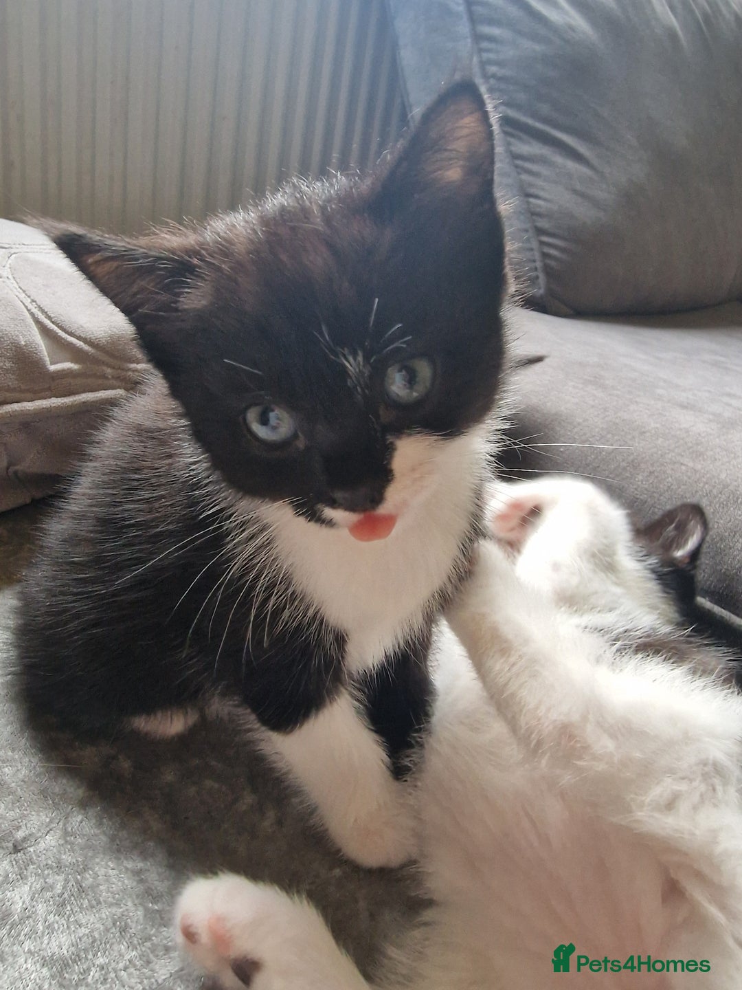 Mixed Breed cats for sale: 1 Gorgeous Tuxedo Girl and 1 male Tuxedo Boy - Advert 3