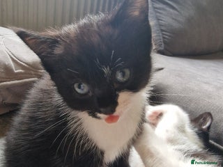 Mixed Breed cats - Advert 15