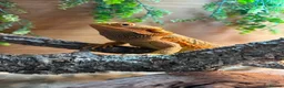 Bearded Dragon reptiles for sale: Bearded Dragon in Wrexham - Advert 3