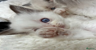 Ragdoll cats - Advert 9