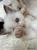 Ragdoll cats - Advert 9
