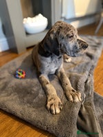 Great Dane dogs - Advert 6